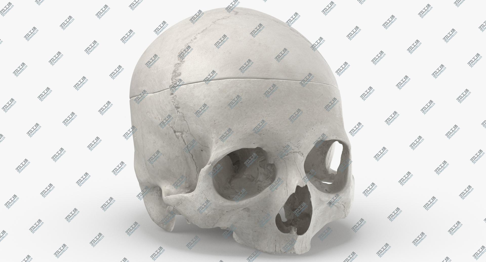 images/goods_img/2021040234/Real Human Skull Cranial 02 Cut With Piece White 3D/1.jpg